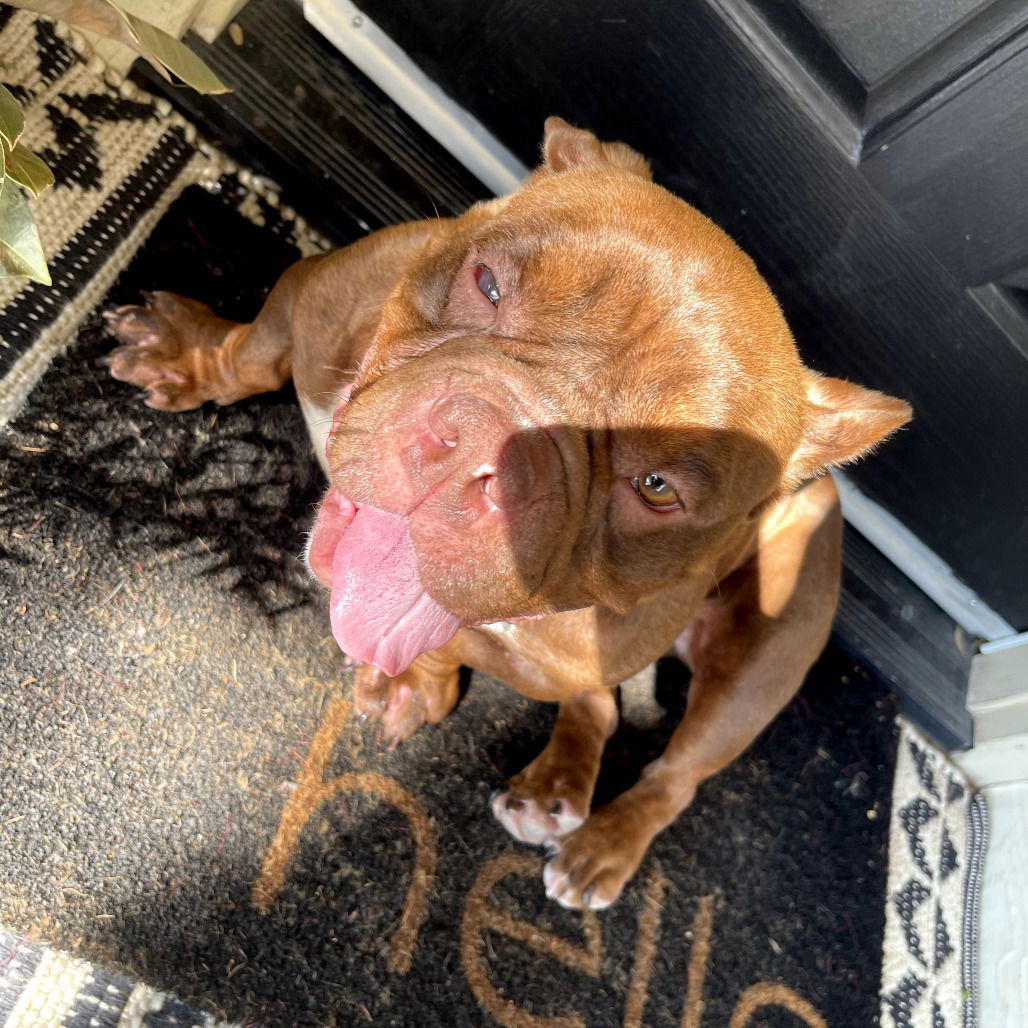 adoptable Dog in Chico, CA named GUMDROP