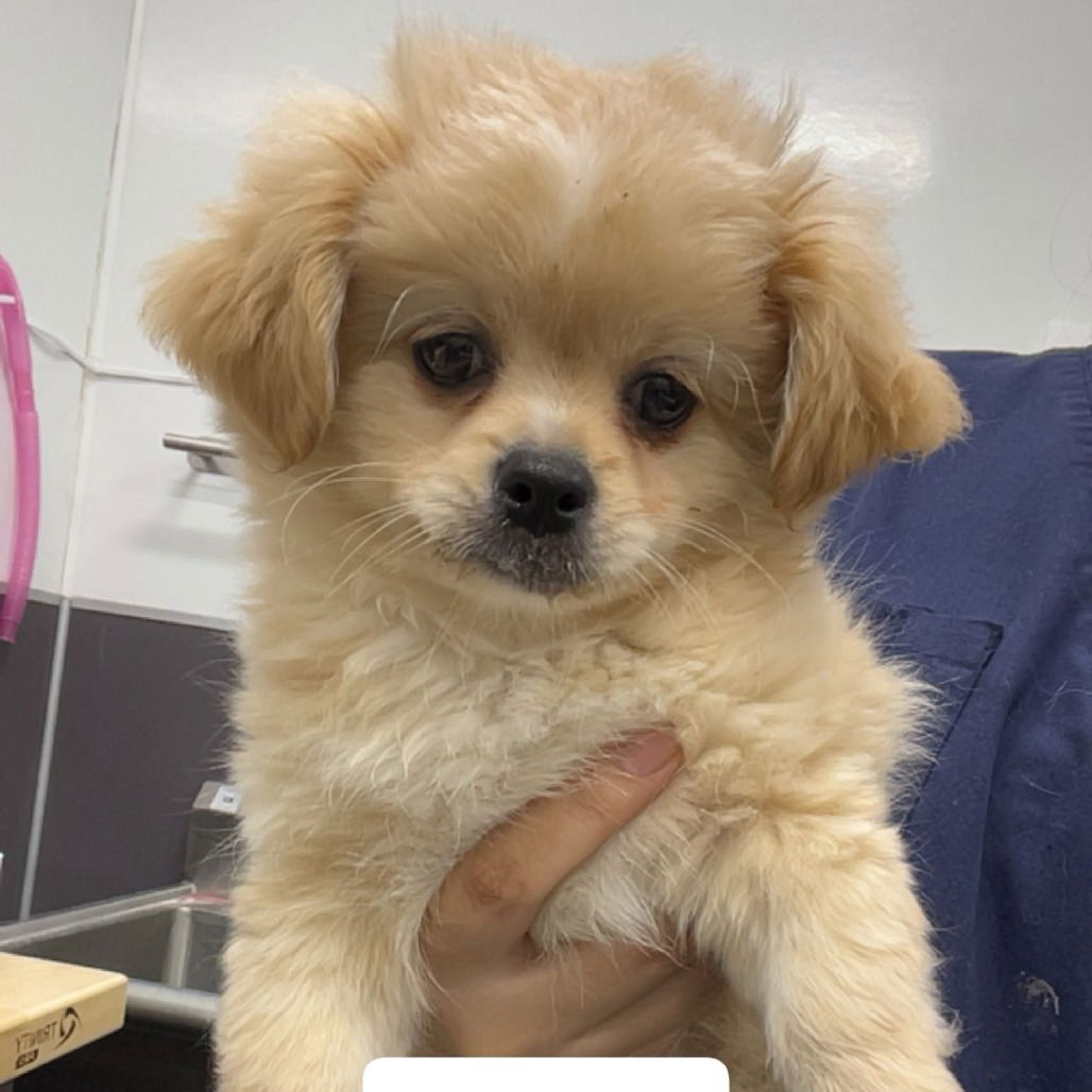 adoptable Dog in Chico, CA named MISTER O'HARE
