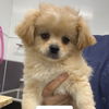 adoptable Dog in chico, CA named MISTER O