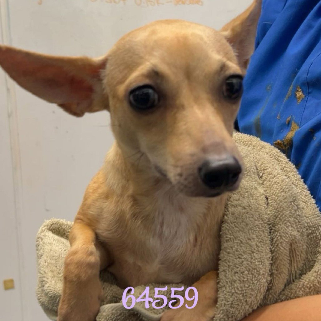 Chihuahua