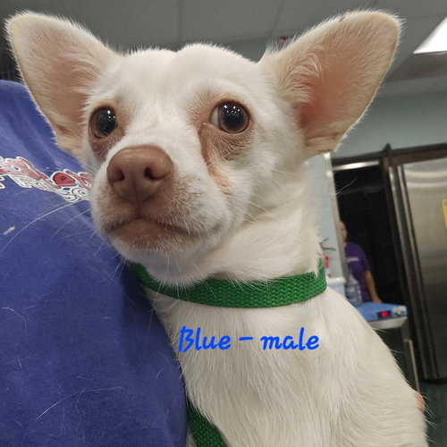 BLUE - Chihuahua available for adoption
