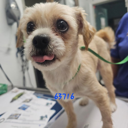 picture of the dog needing adoption