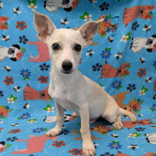 ICECAP - Terrier / Chihuahua available for adoption