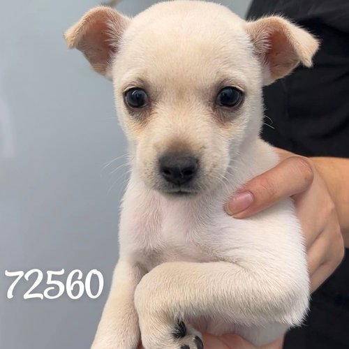 GLACIER - Chihuahua available for adoption