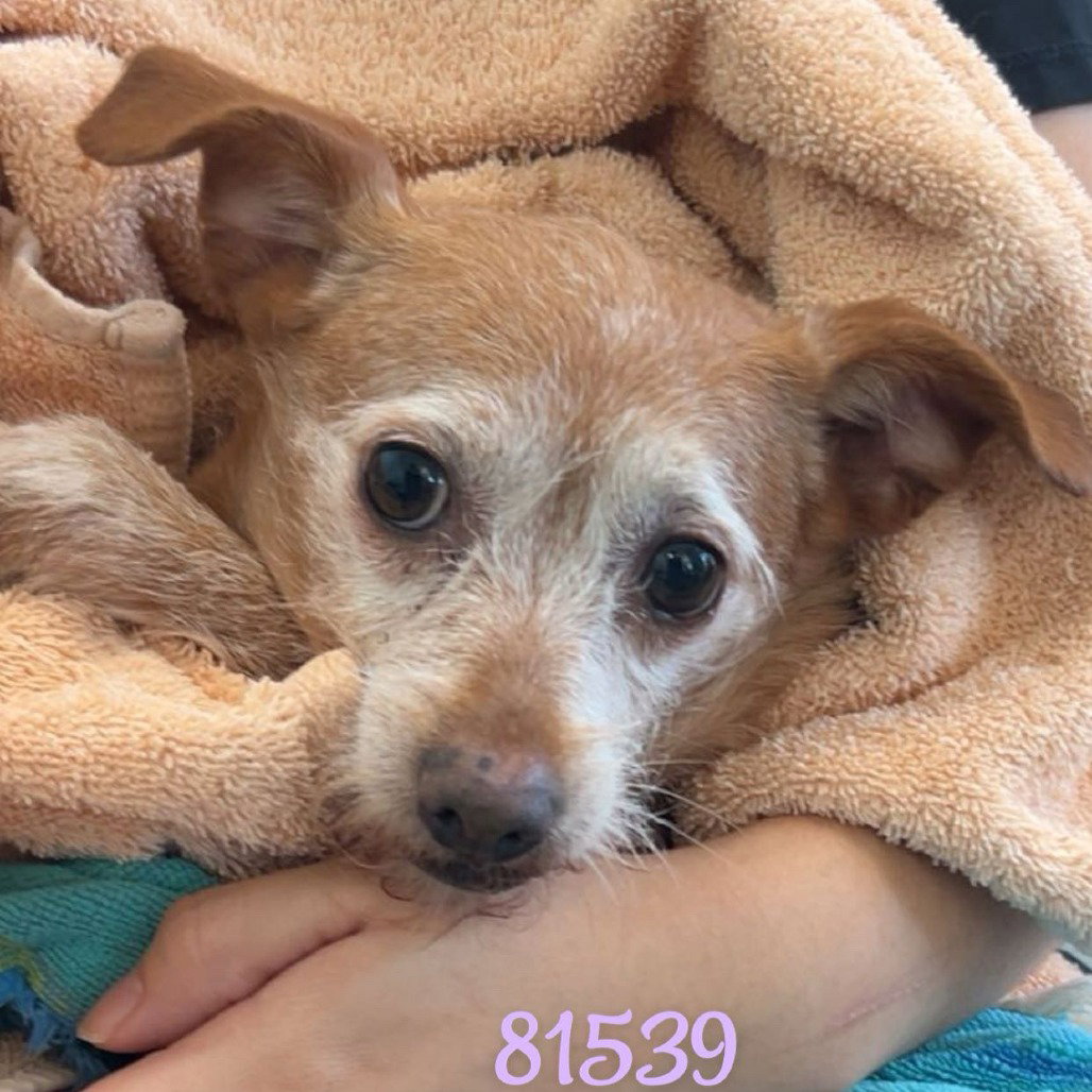 LUCY Image