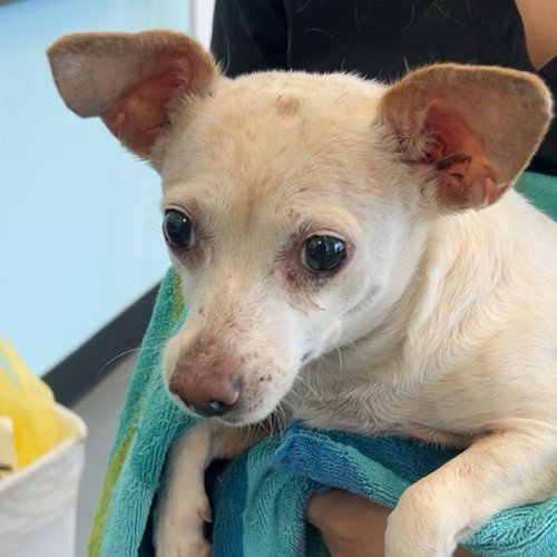 picture of the dog needing adoption