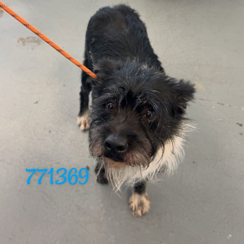 picture of the dog needing adoption