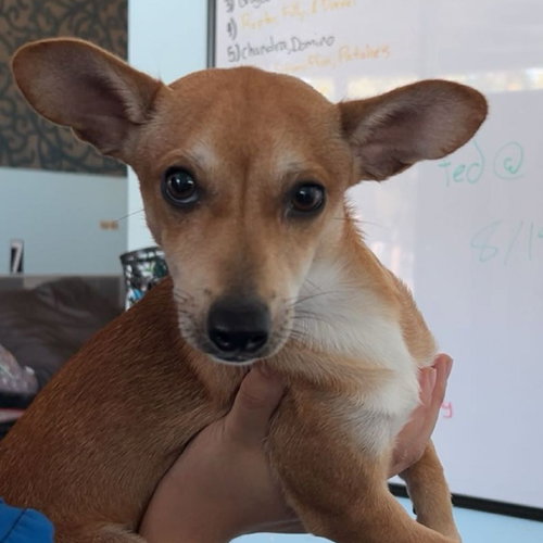 picture of the dog needing adoption