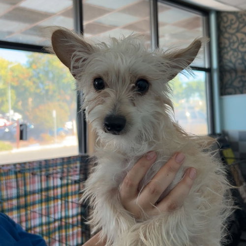 picture of the dog needing adoption
