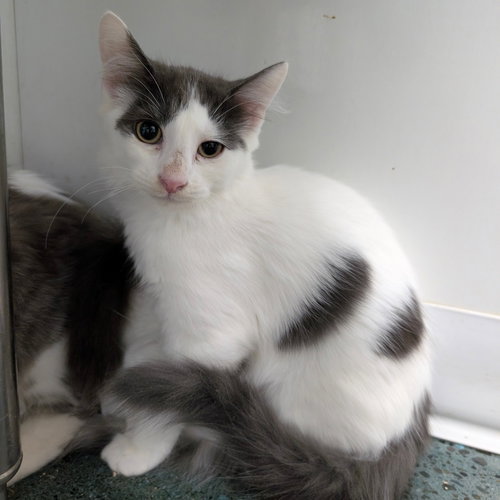 picture of the cat needing adoption
