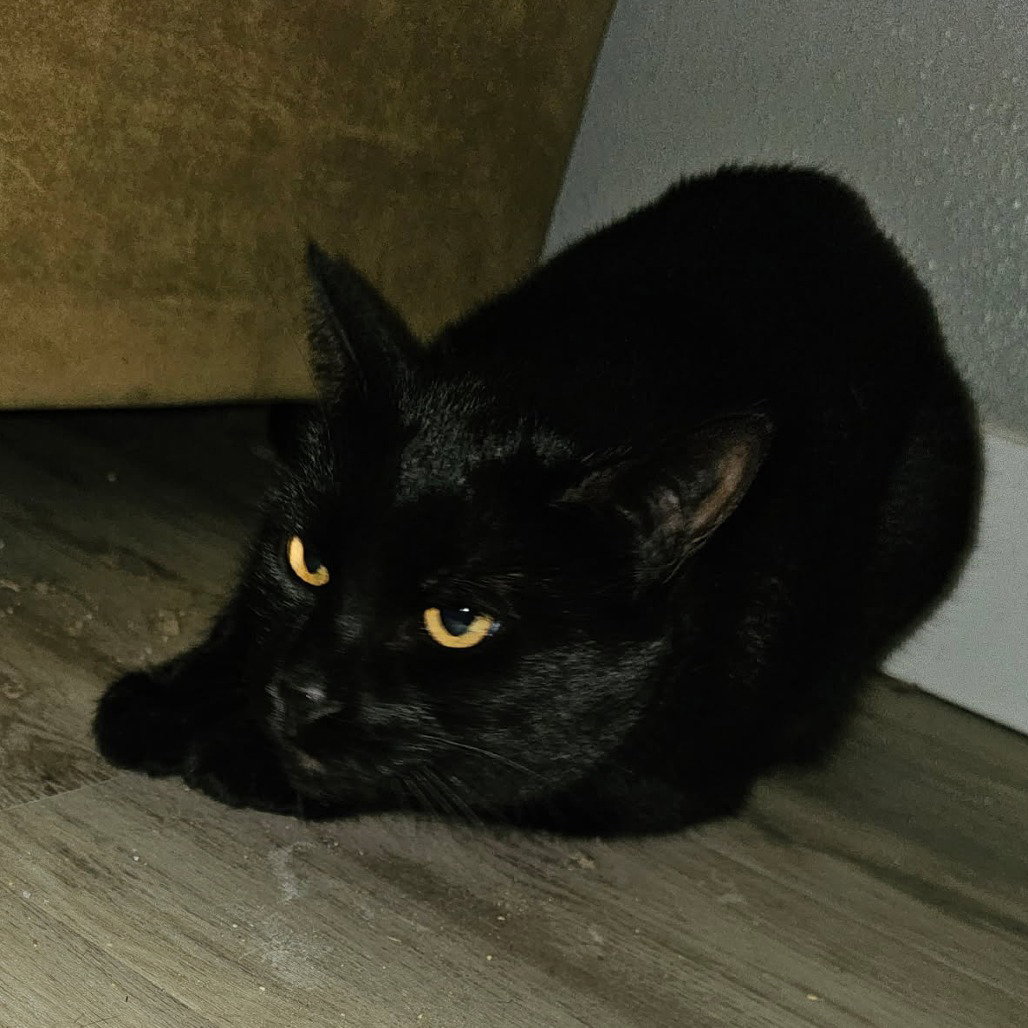 SHABOOZEY Image