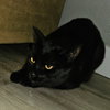 SHABOOZEY - Photo 1