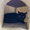 SHABOOZEY - Photo 2