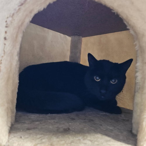 SHABOOZEY - Domestic Short Hair available for adoption