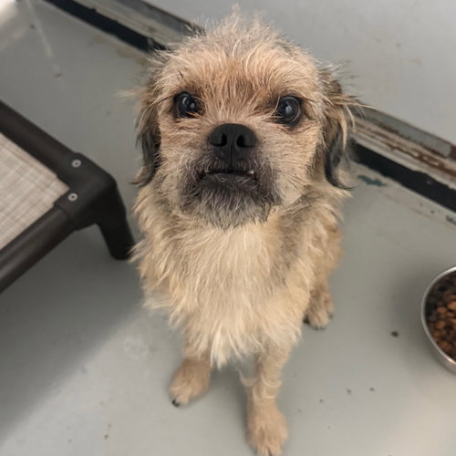 ALBITE - Wirehaired Fox Terrier available for adoption