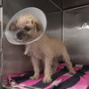 HACHI - Photo 1