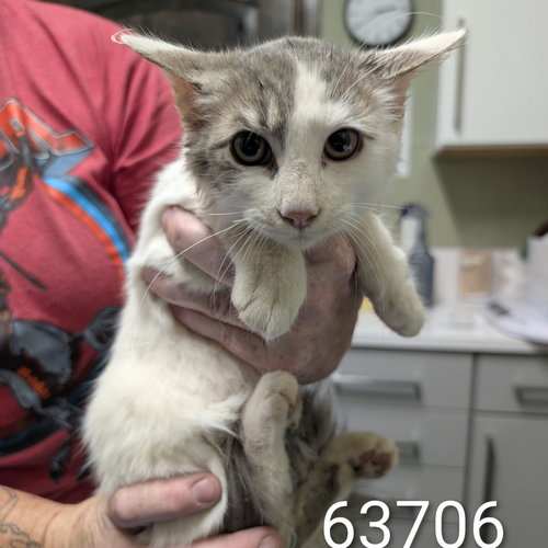 picture of the cat needing adoption