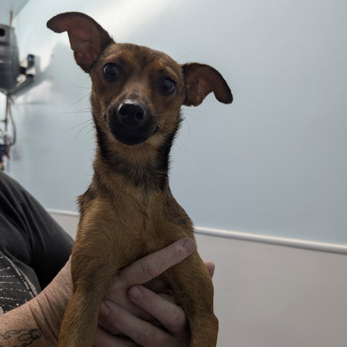 BISCOTTI - Chihuahua / Terrier available for adoption