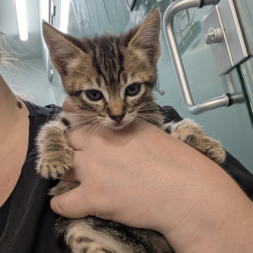 picture of the cat needing adoption