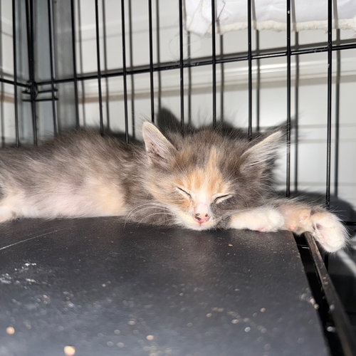 picture of the cat needing adoption