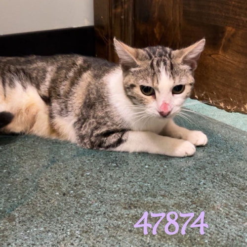 picture of the cat needing adoption