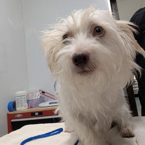 DARWIN - Maltese available for adoption