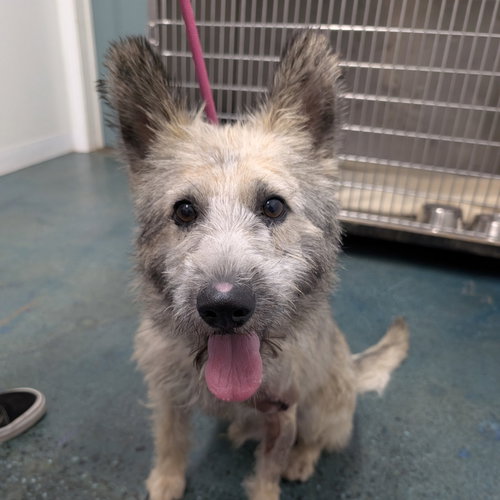 DEXTER - Terrier available for adoption