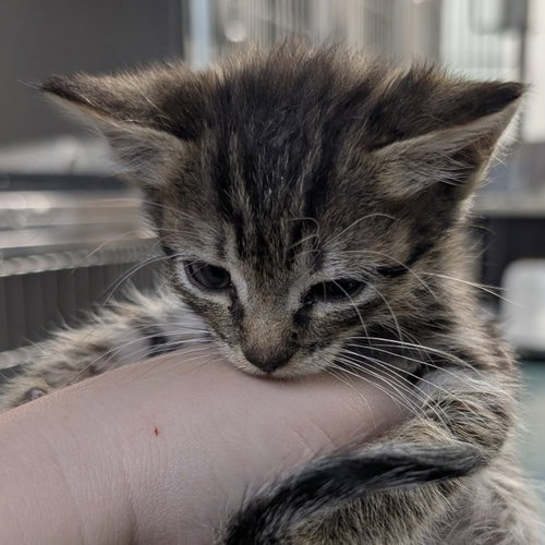 picture of the cat needing adoption