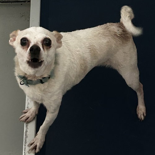 GROVER - Chihuahua available for adoption