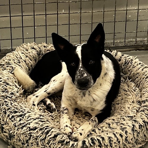 HEATH - Cattle Dog available for adoption
