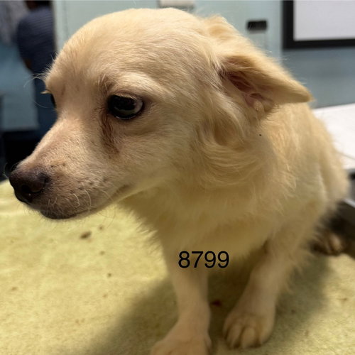 KERMY - Pomeranian / Maltese available for adoption