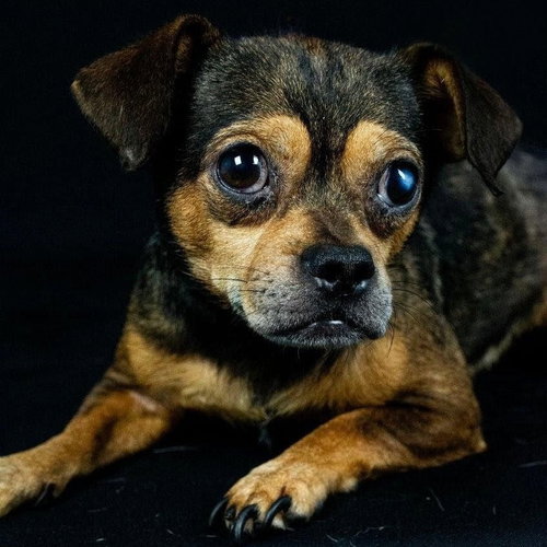 LAUREL - Pug / Chihuahua available for adoption
