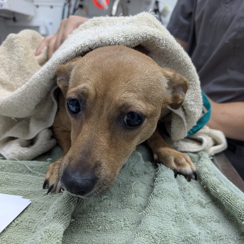 LINDY - Dachshund available for adoption