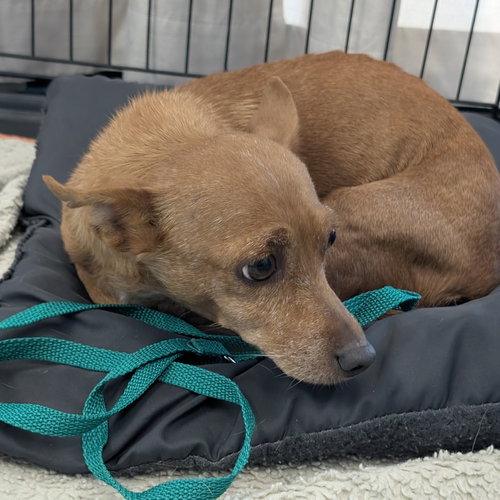 LUMA - Chihuahua available for adoption