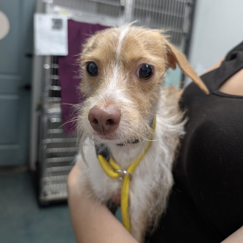 MR. BUBBLES - Rat Terrier / Wirehaired Fox Terrier available for adoption