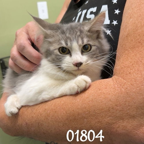picture of the cat needing adoption