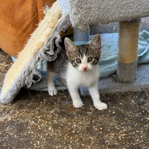picture of the cat needing adoption