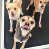 PETEY - Photo 2