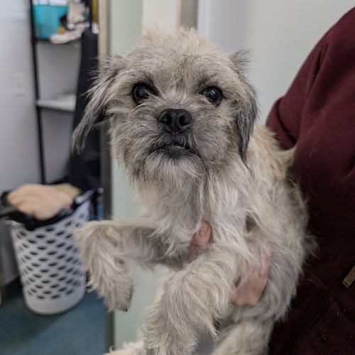 PYRITE - Wirehaired Fox Terrier available for adoption