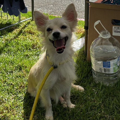 SARAH - Pomeranian / Maltese available for adoption