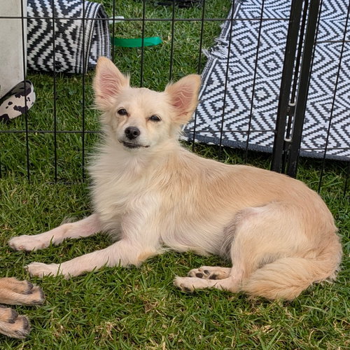 SARAH - Pomeranian / Maltese available for adoption