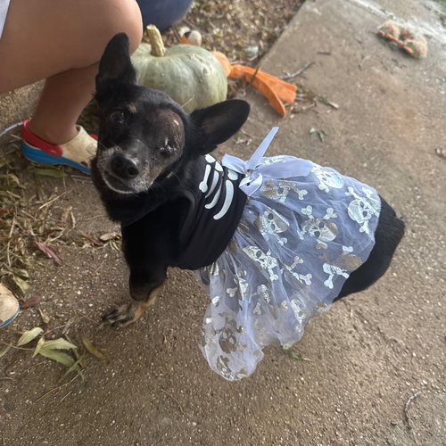 SASSY - Chihuahua available for adoption