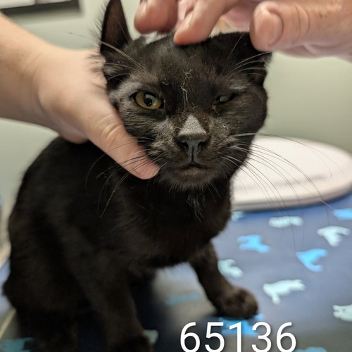 picture of the cat needing adoption