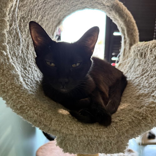 picture of the cat needing adoption