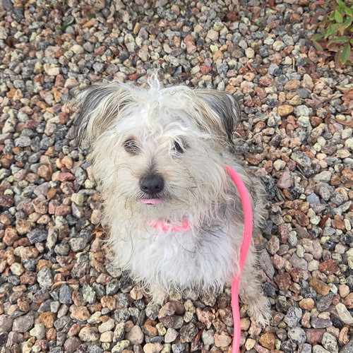 TUBBS - Maltese / Terrier available for adoption