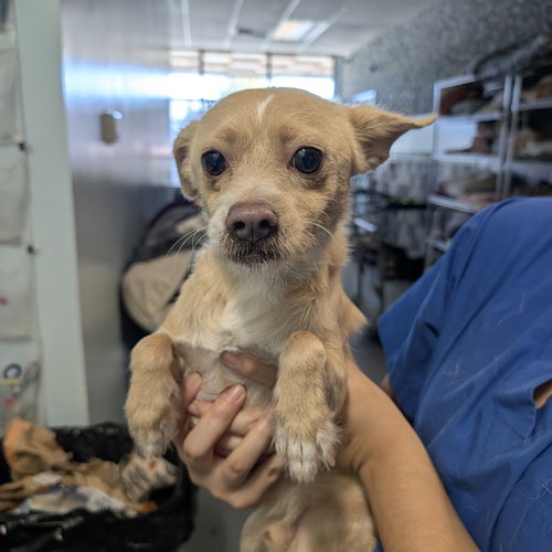 picture of the dog needing adoption