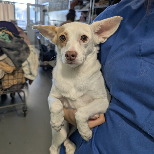 picture of the dog needing adoption