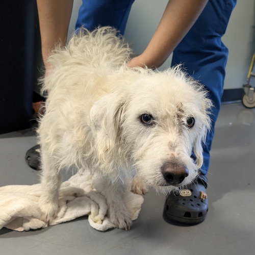 picture of the dog needing adoption