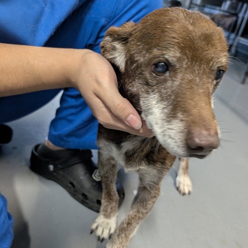 picture of the dog needing adoption