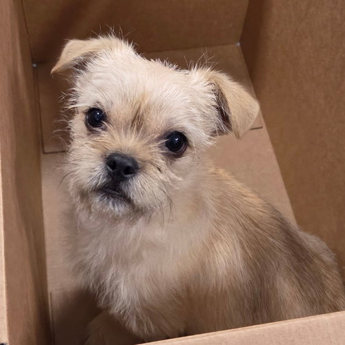 picture of the dog needing adoption